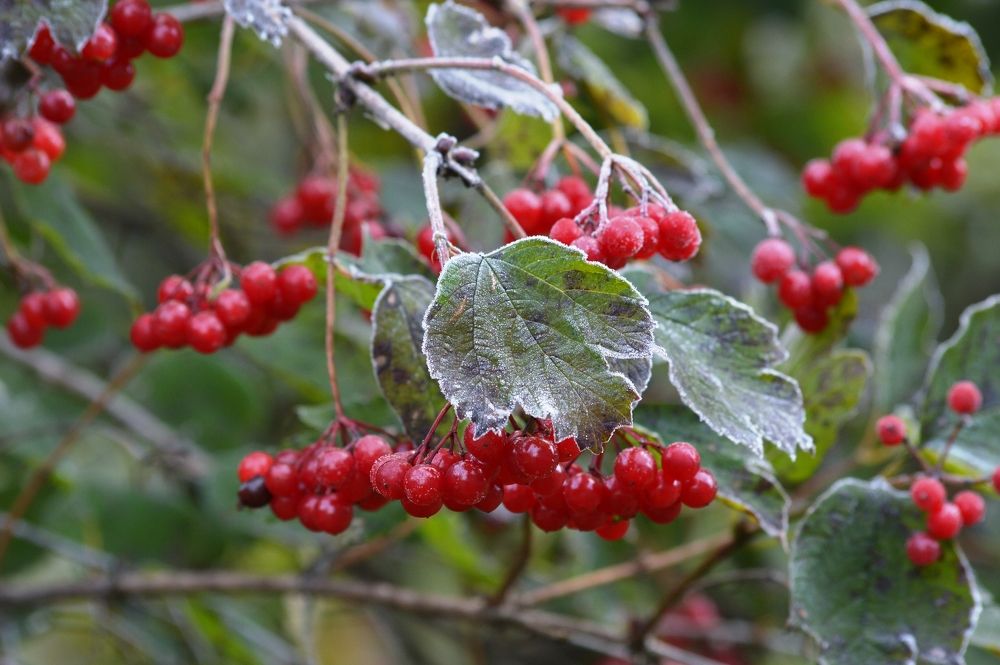 Photograph by Nadezhda