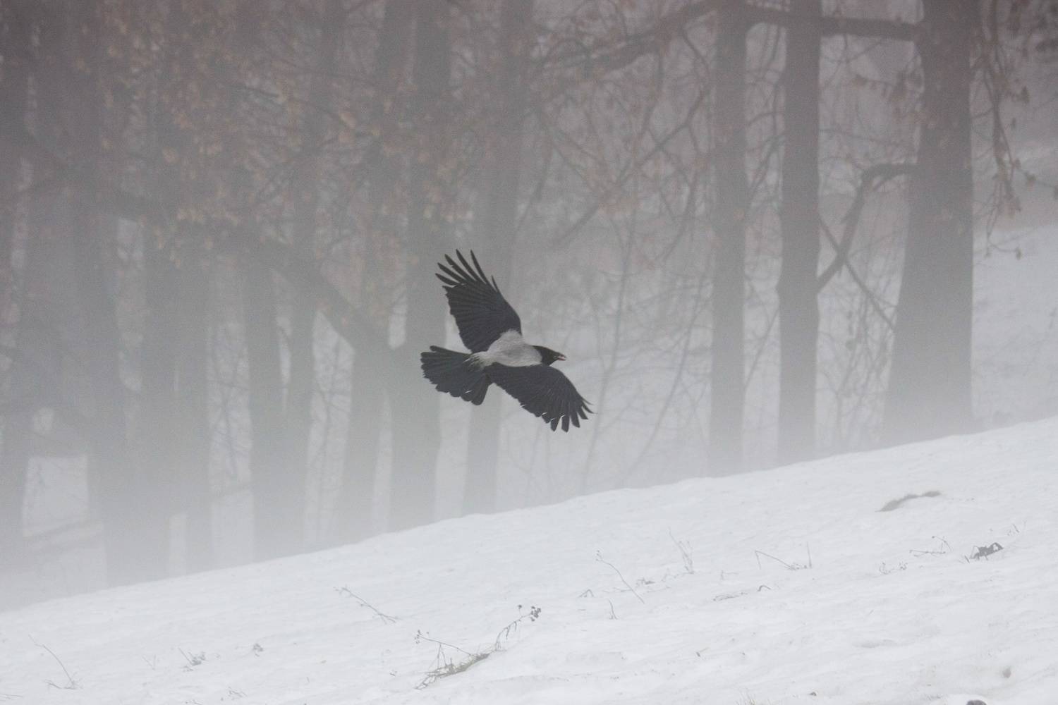 Photo #11125210