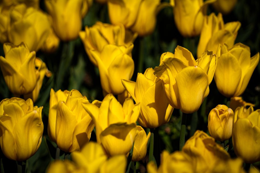 Фотография автора Татьяна Тур