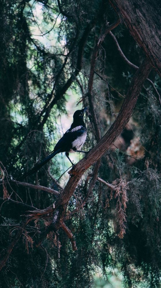 Photograph by Shahriyar Shybanie