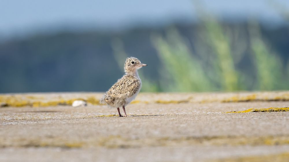Photograph by Вадим Мелихов