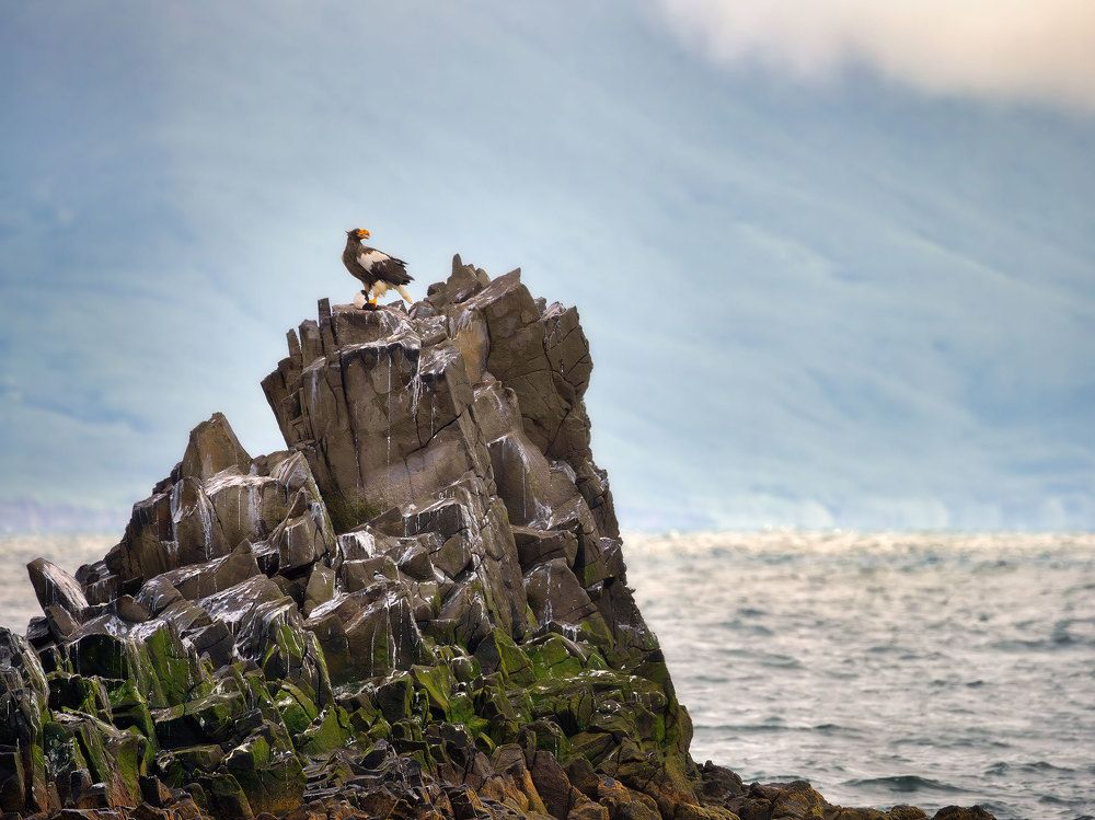 Белоплечий орлан