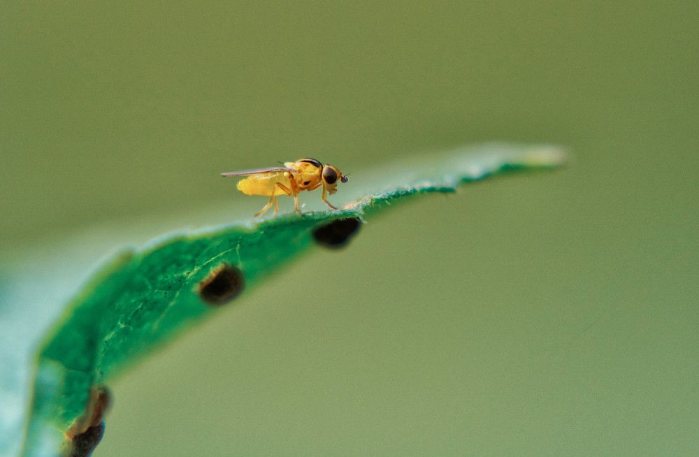 Photograph by Mário C.