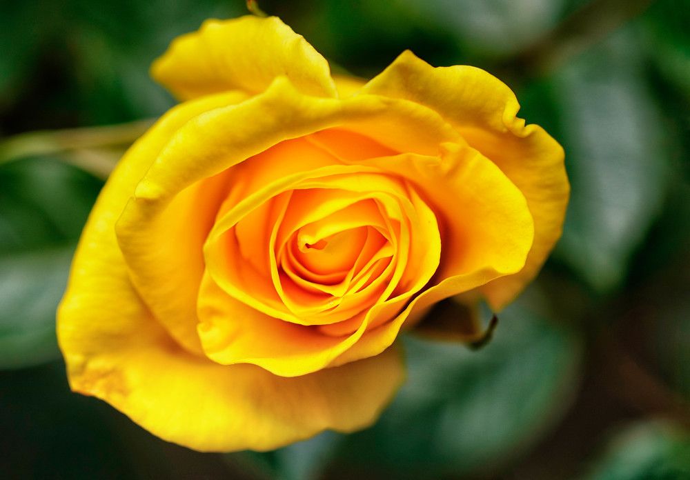 Photograph by Mário C.