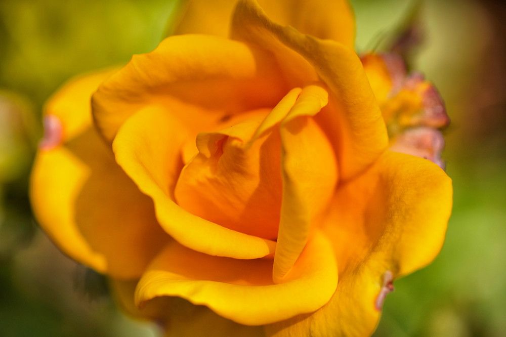 Photograph by Mário C.