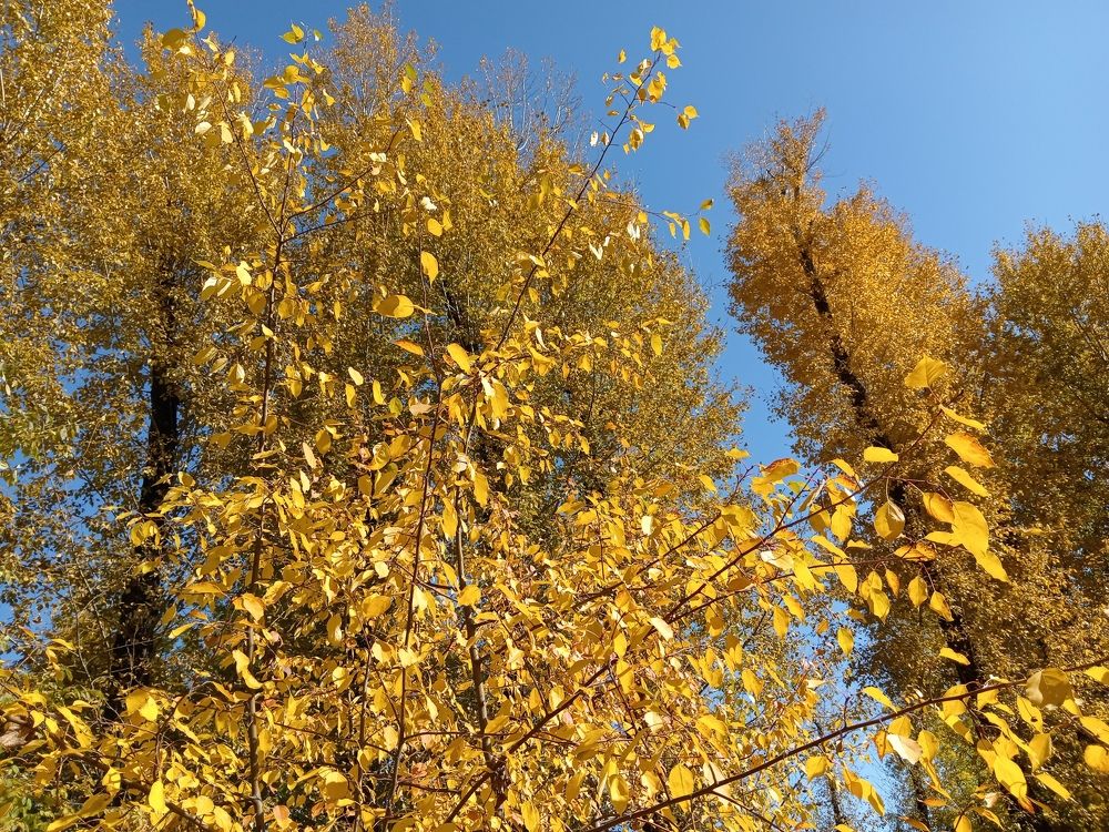 Photo #11125329