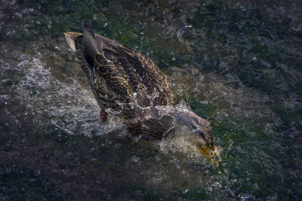 Photograph by Alberto (aavcaptures) Alonso