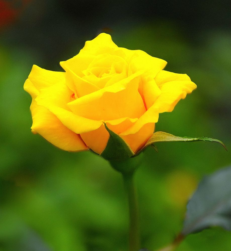 Photograph by Leka Huie