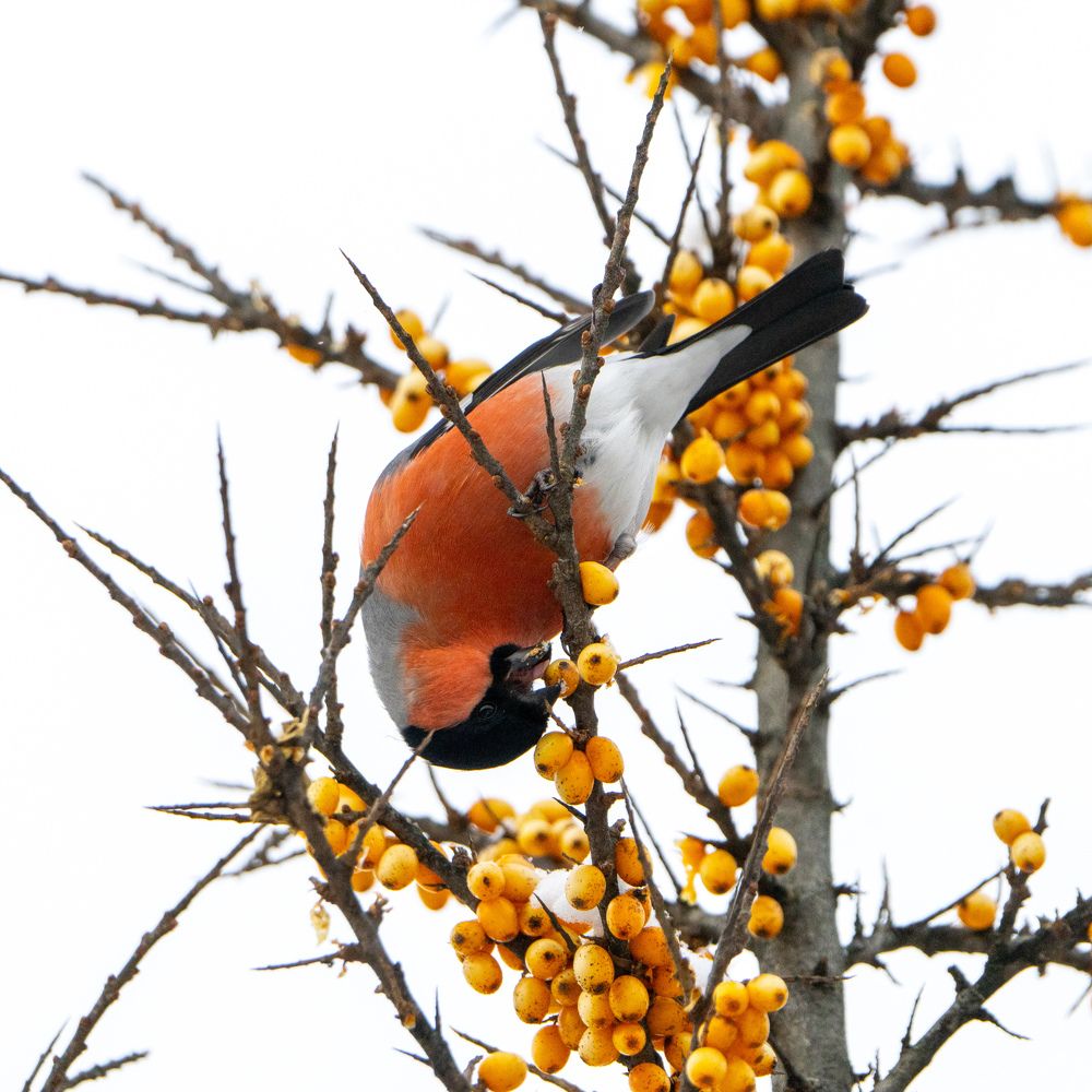Снегирь-акробат.