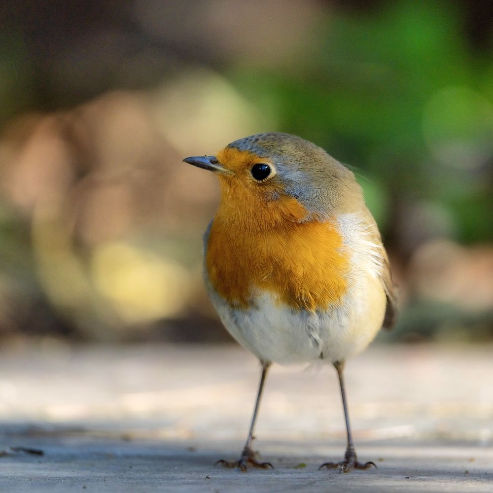 Гости моего двора. Москва