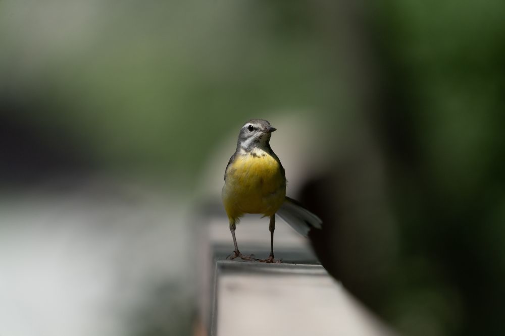 Горная трясогузка