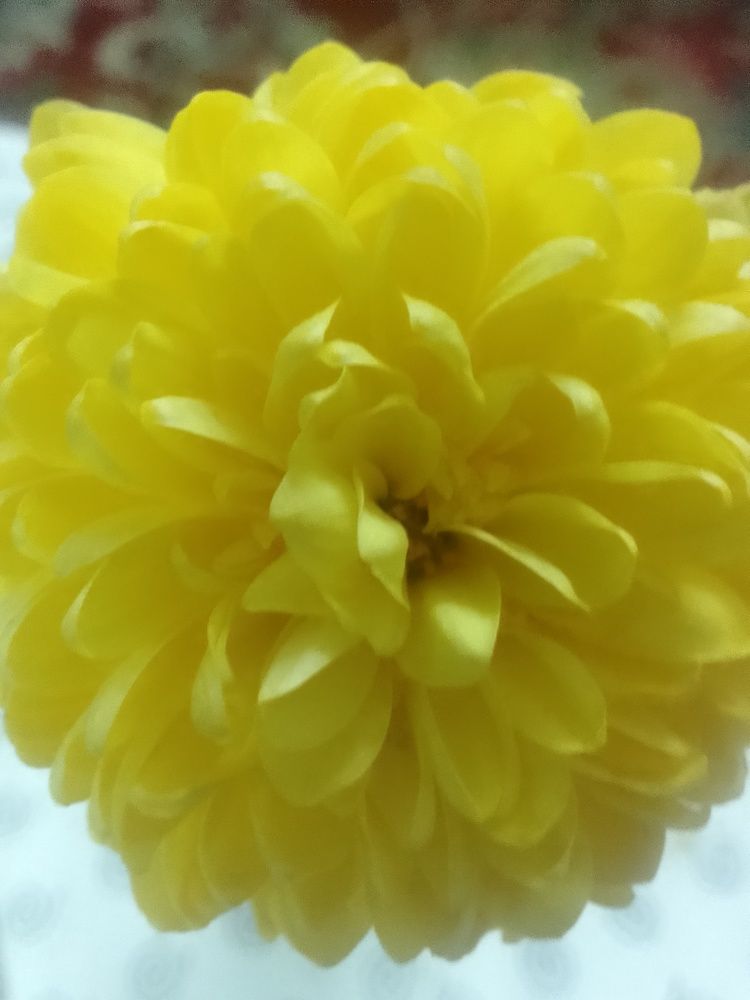 Photograph by Neel Bonna