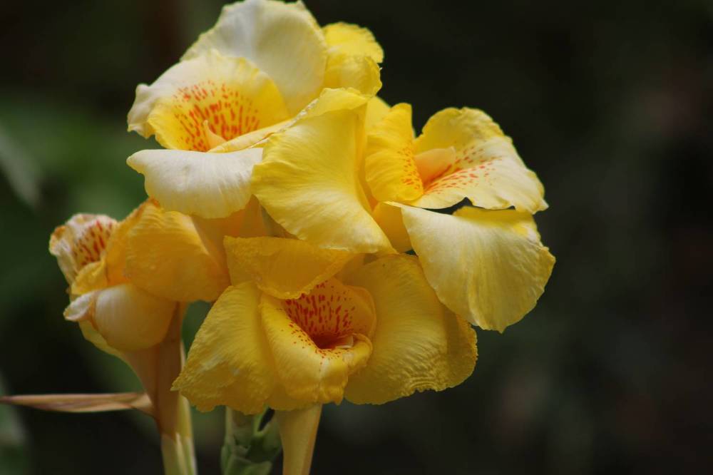 Фотография автора Mariami Sanishvili