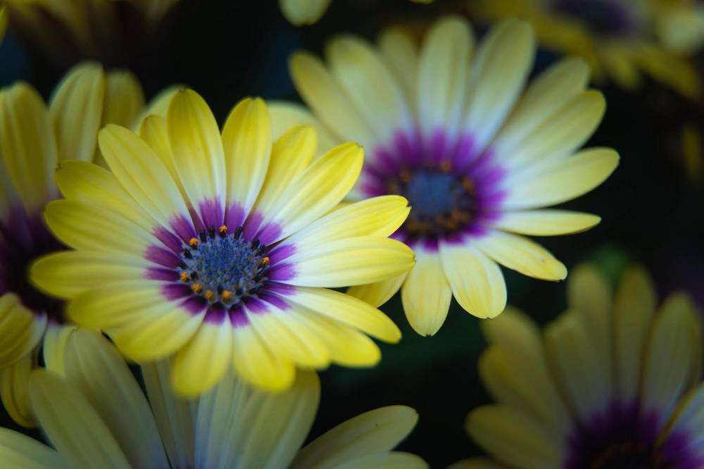 Photograph by Josema Dieguez Rodriguez