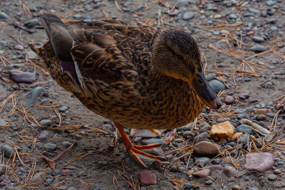 Photograph by Евгений Авдеев