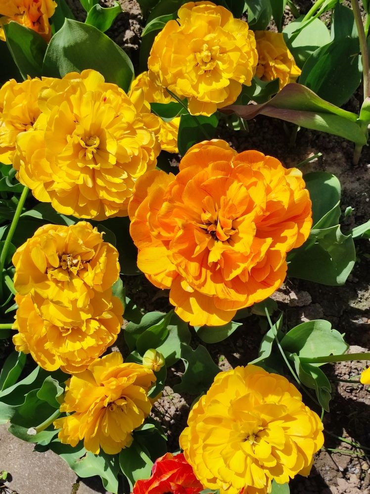 Фотография автора Елена Рузинова