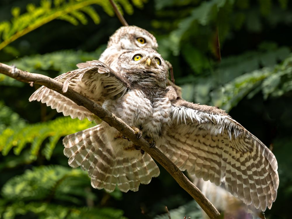 Фотография автора Pradeep Plaha