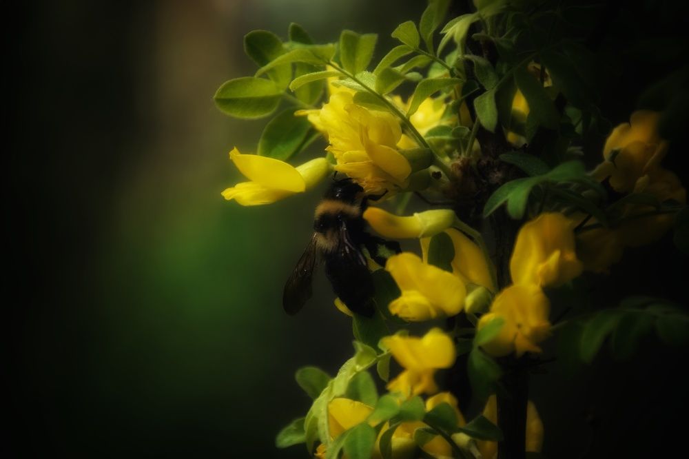 Photograph by Митюшкова Алёна