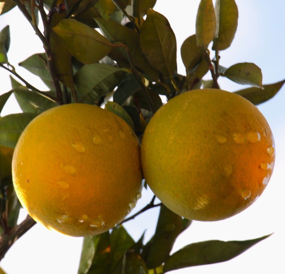 Photograph by Людмила Бутова