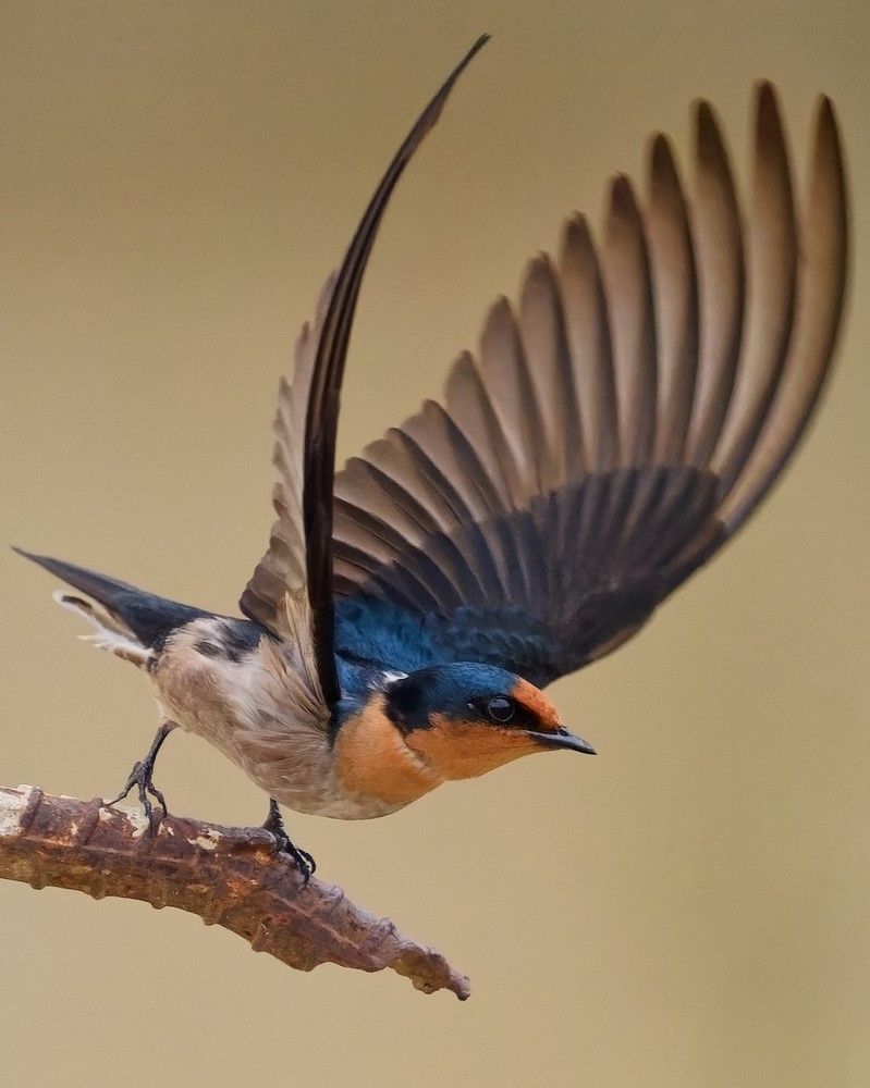 Фотография автора Pham Anh Vu