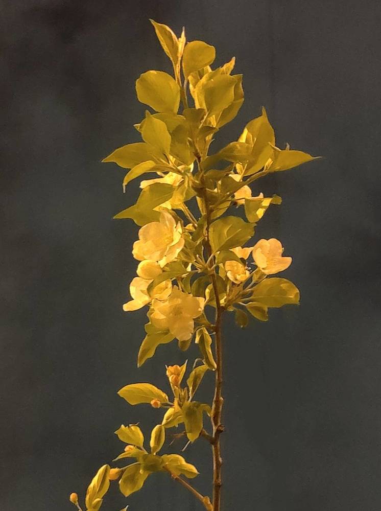 Photograph by Olena Chertous