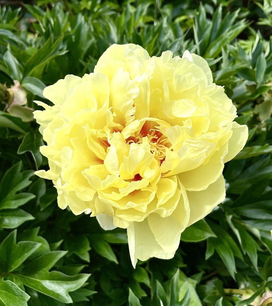 Photograph by Sandra Bruttomesso