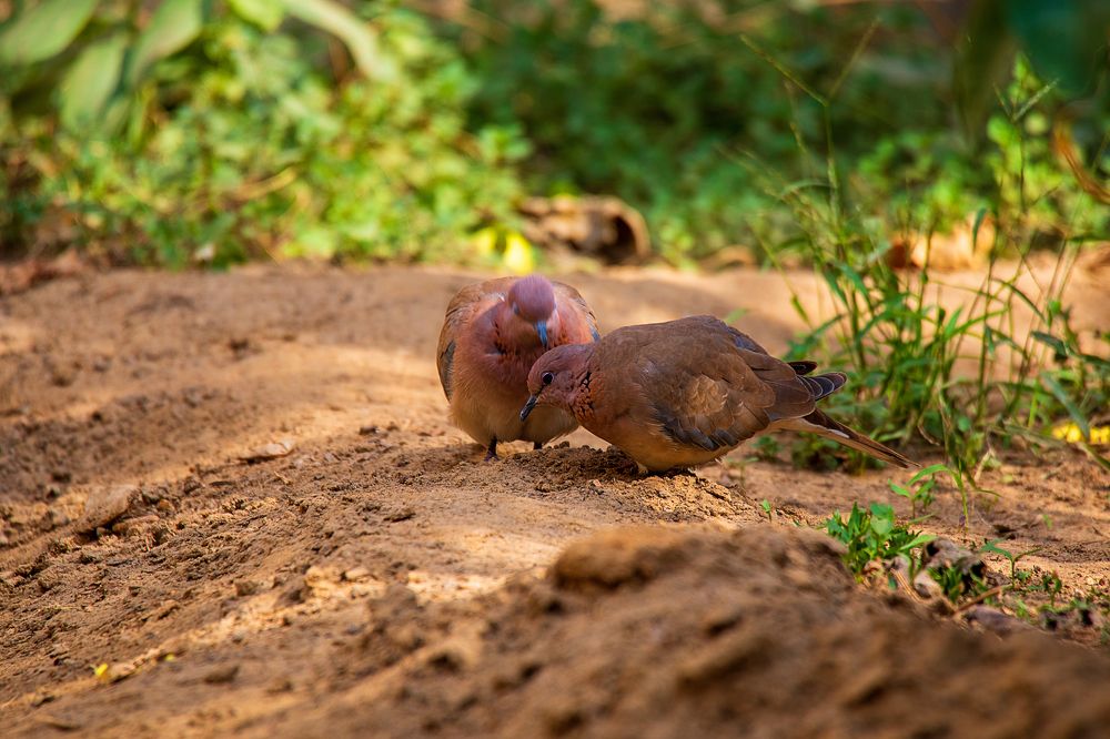 Фотография автора SAJJAD MAHMOOD