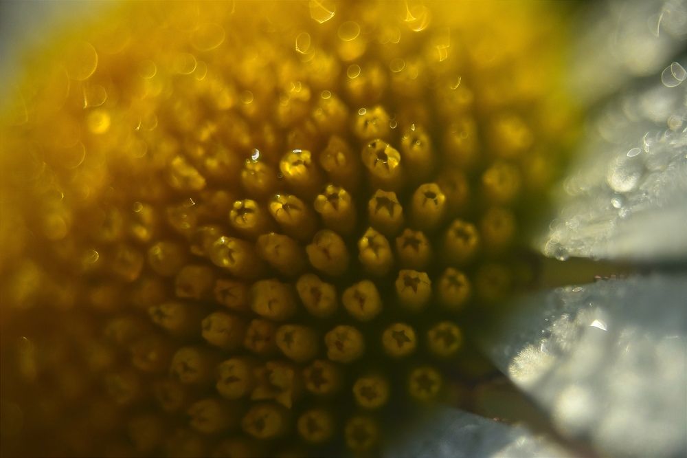 Ромашковость