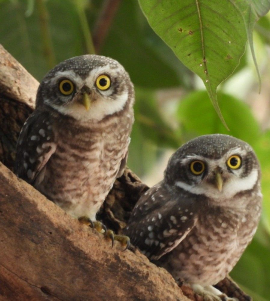 Spotted owlets