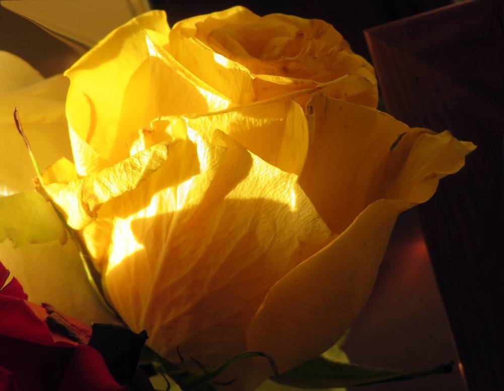 Yellow rose