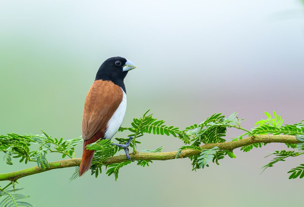 Tricolor munia