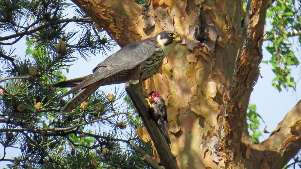 Photograph by Alexsandr Gl