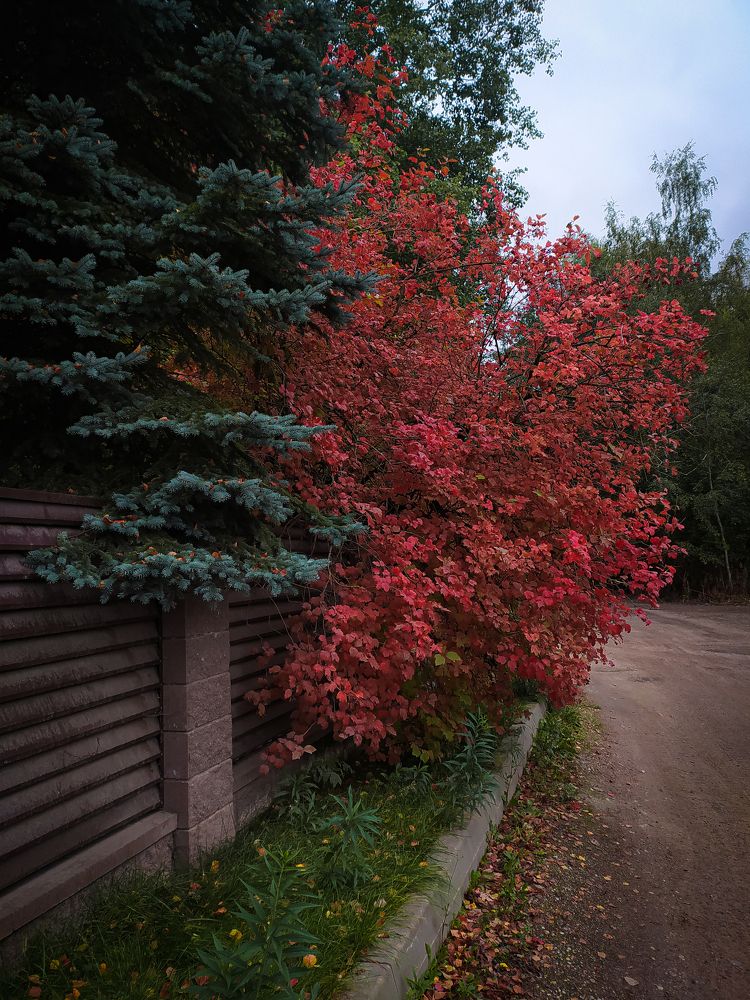 Photograph by Людмила Емельянчикова