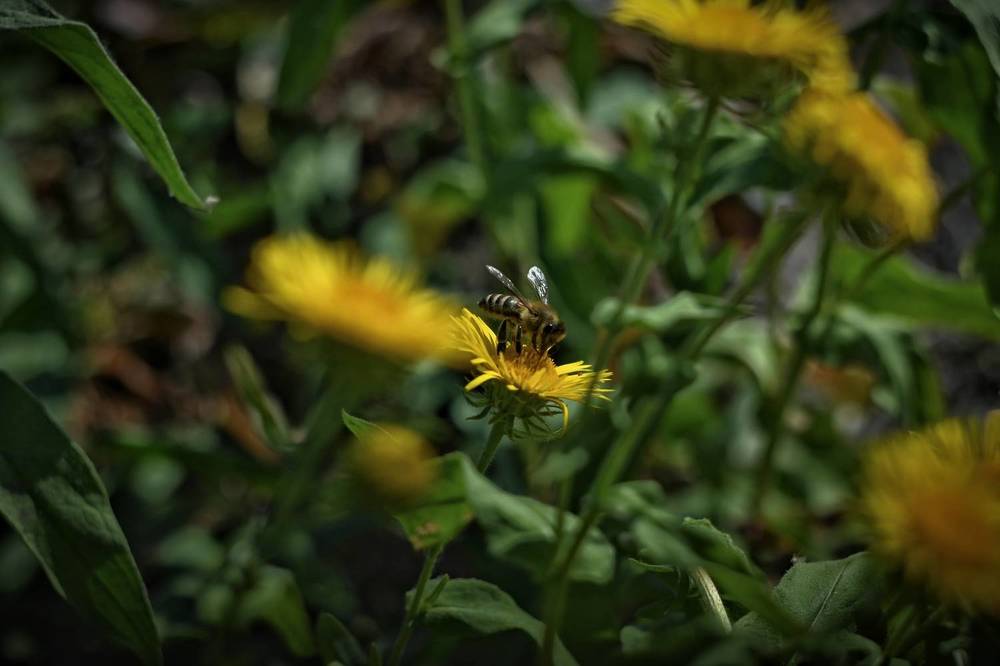 Фотография автора Olga Shchetinina