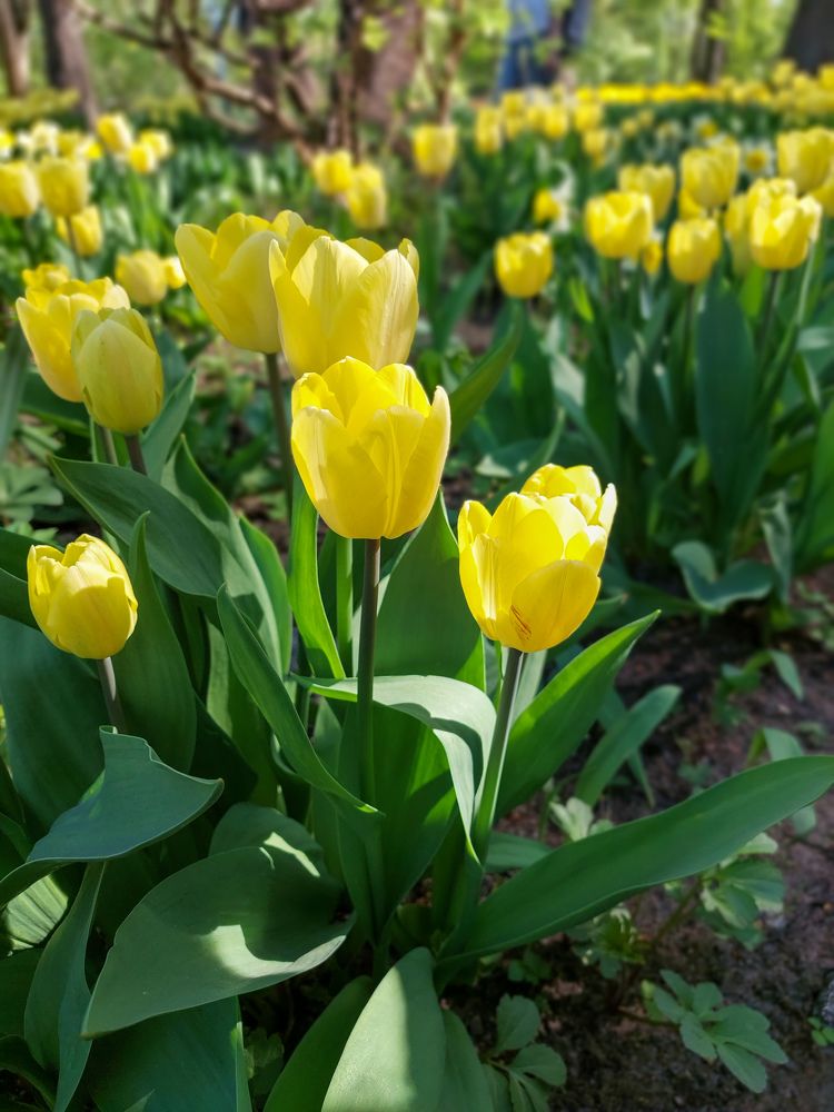 Фотография автора Светлана Дунаева