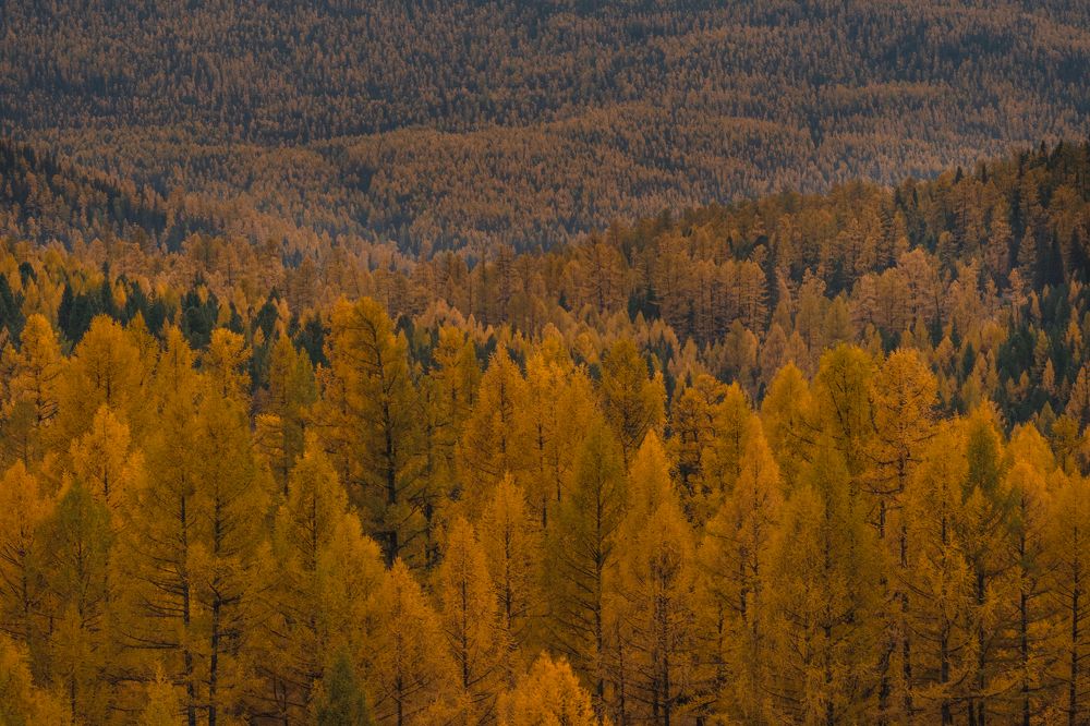 Photograph by Елена Горина