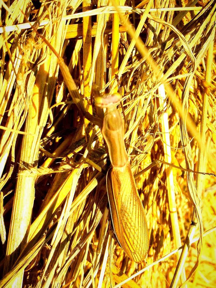 Photograph by Darko Milojevic