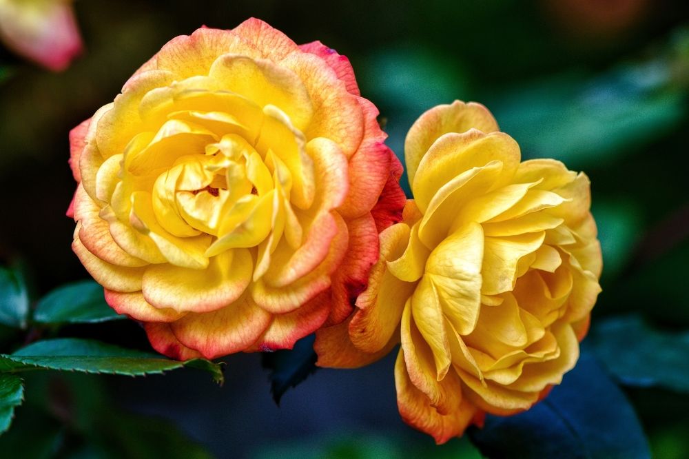 Photograph by Василиса Прекрасная