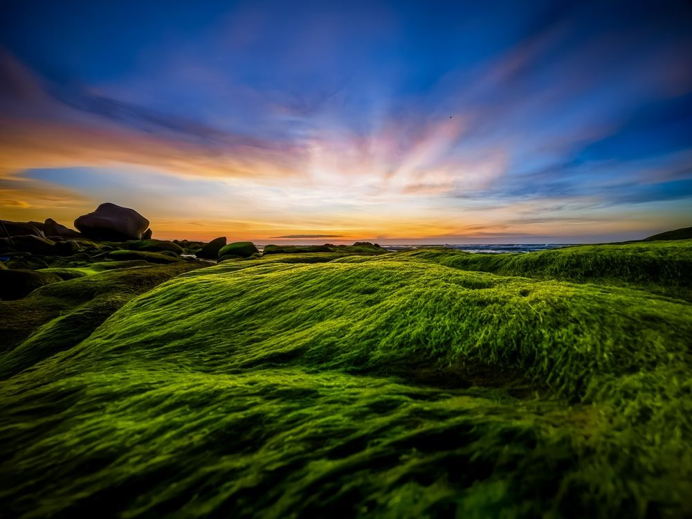 Moss season at Sunrise