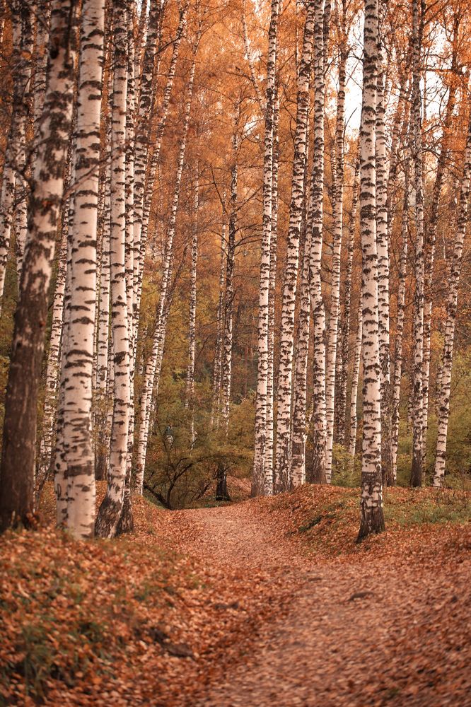 У осени в гостях