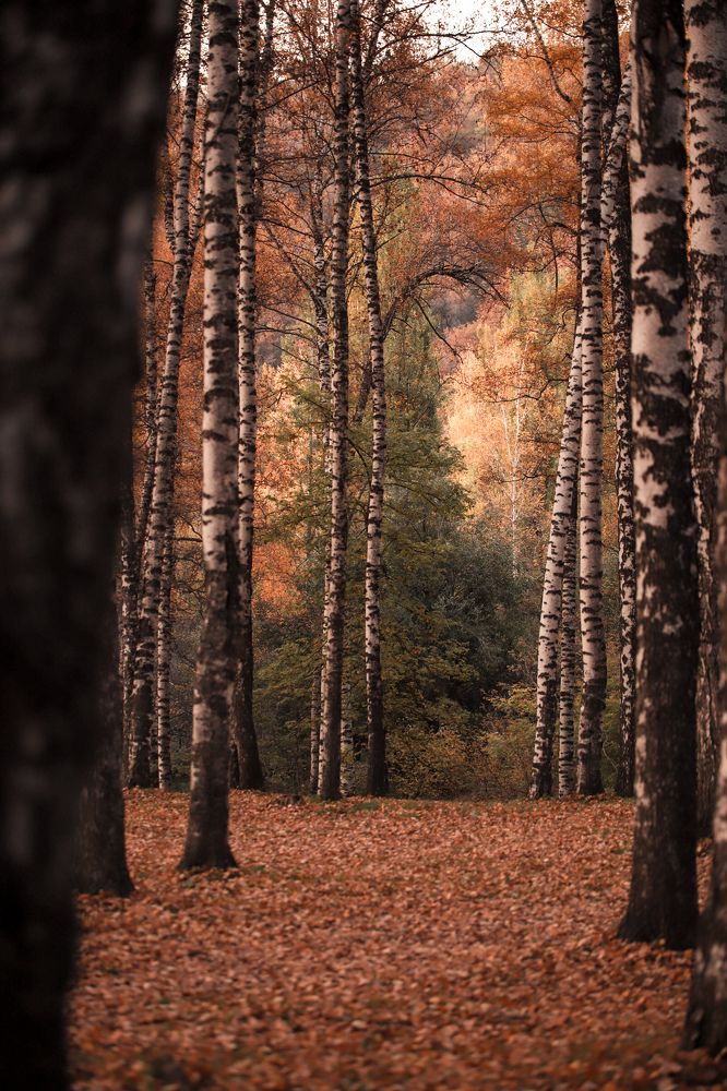 В таинственном лесу