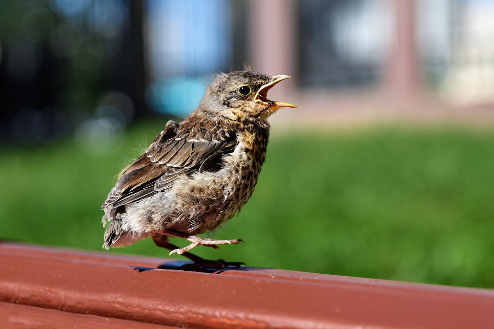 Photograph by Леонтьева Татьяна