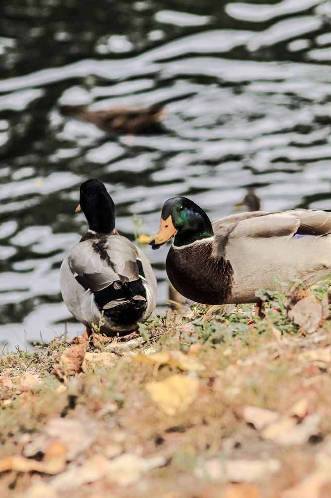 Photograph by Елена Квасова