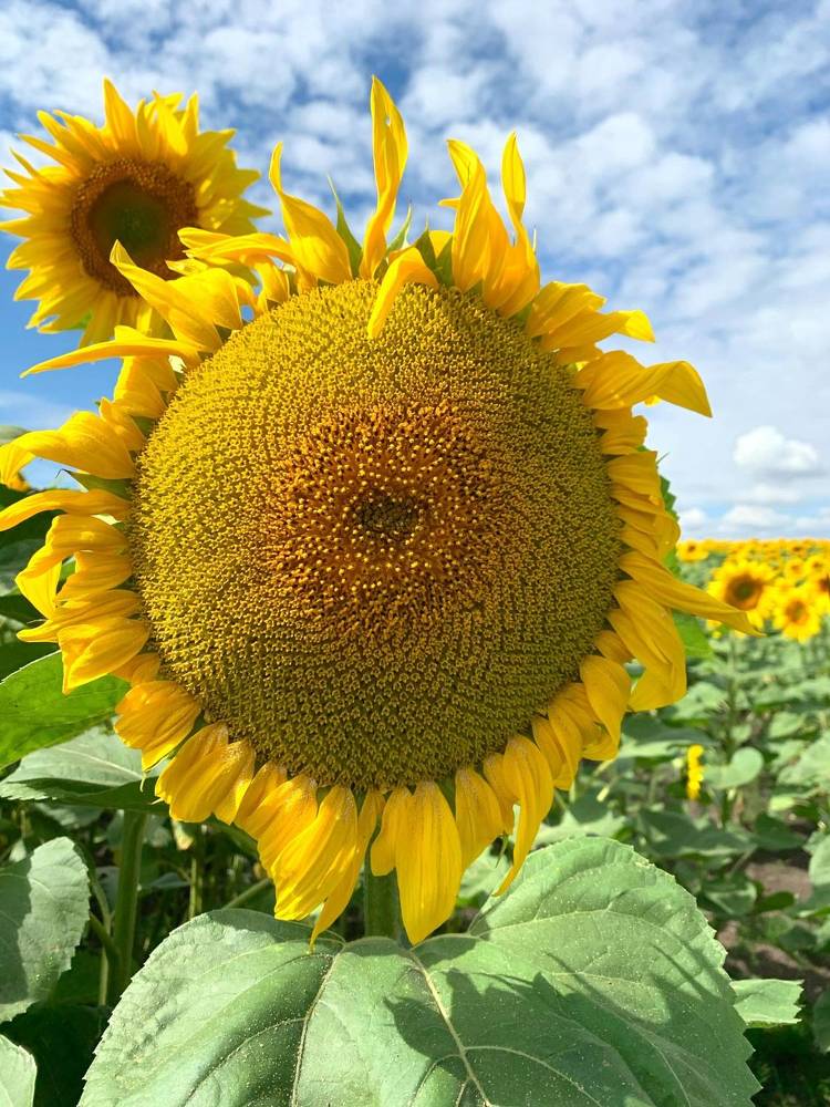 Photograph by Svetlana Rashidova