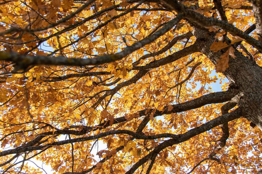 Фотография автора Светлана Дроголюбова