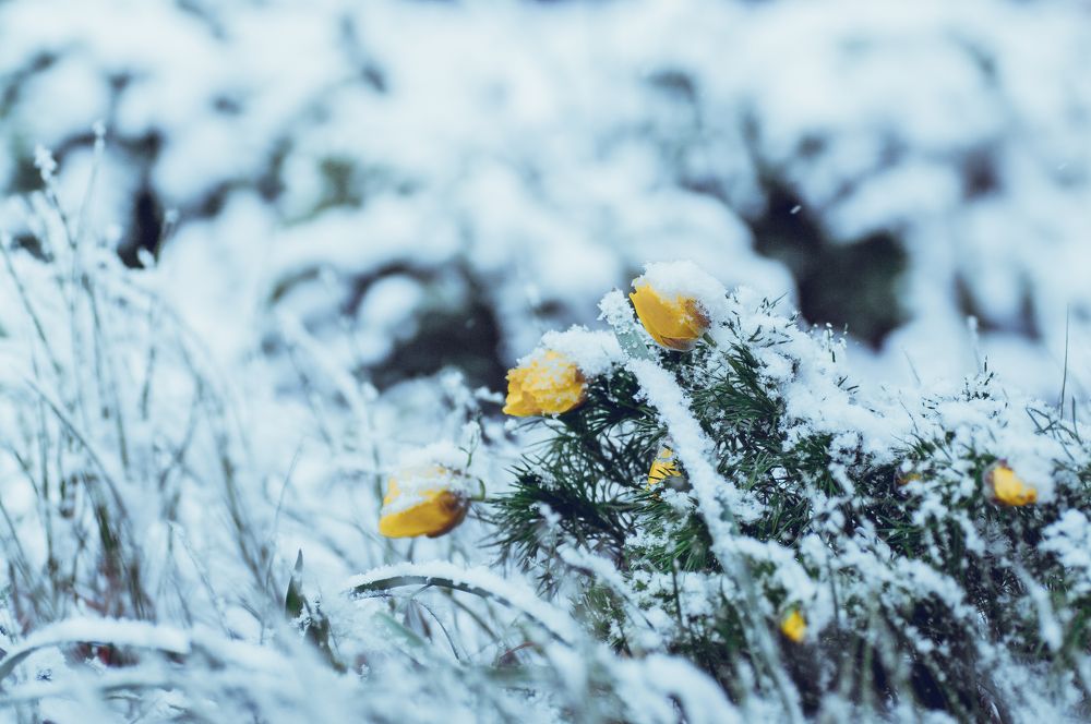 Photograph by Николай Захаров