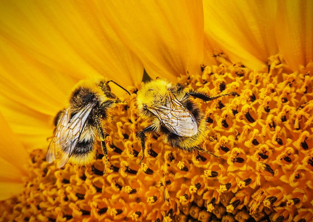 Фотография автора Елена Кабенкина