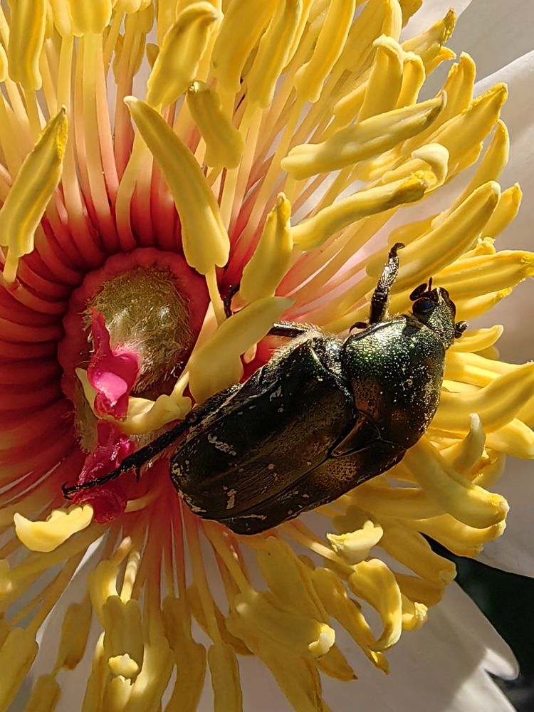 Серединка пиона