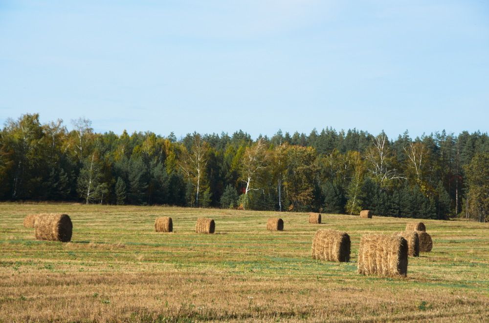 Фотография автора Мария Черница