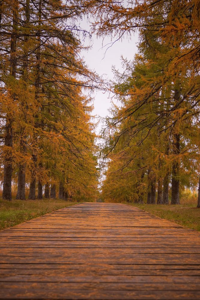 Липовая аллея в Тетюшах